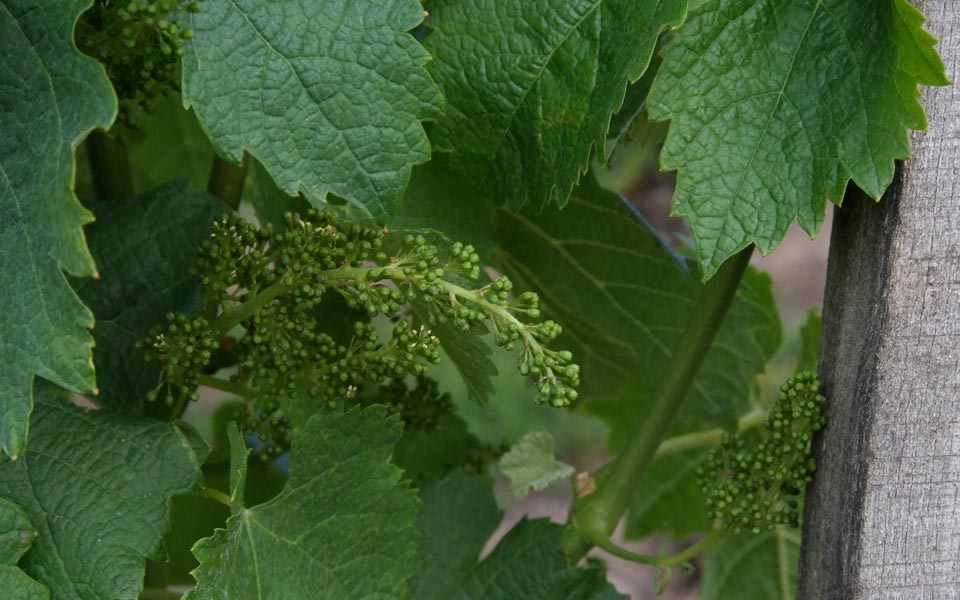 Le terroir
