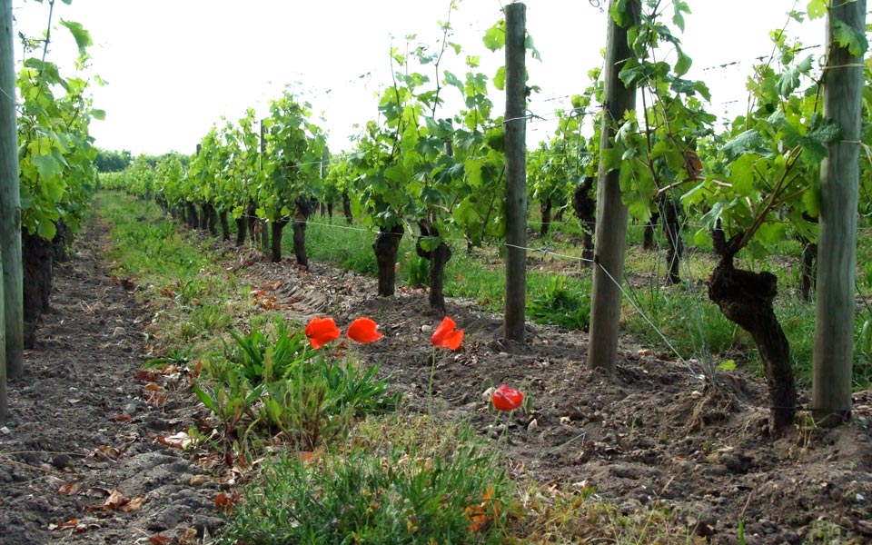 Le terroir