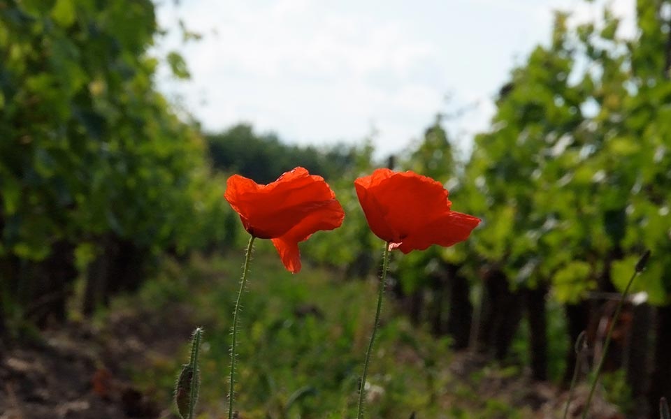Le terroir