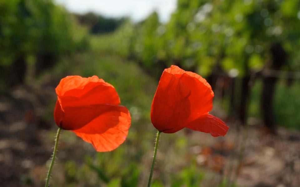 Le terroir