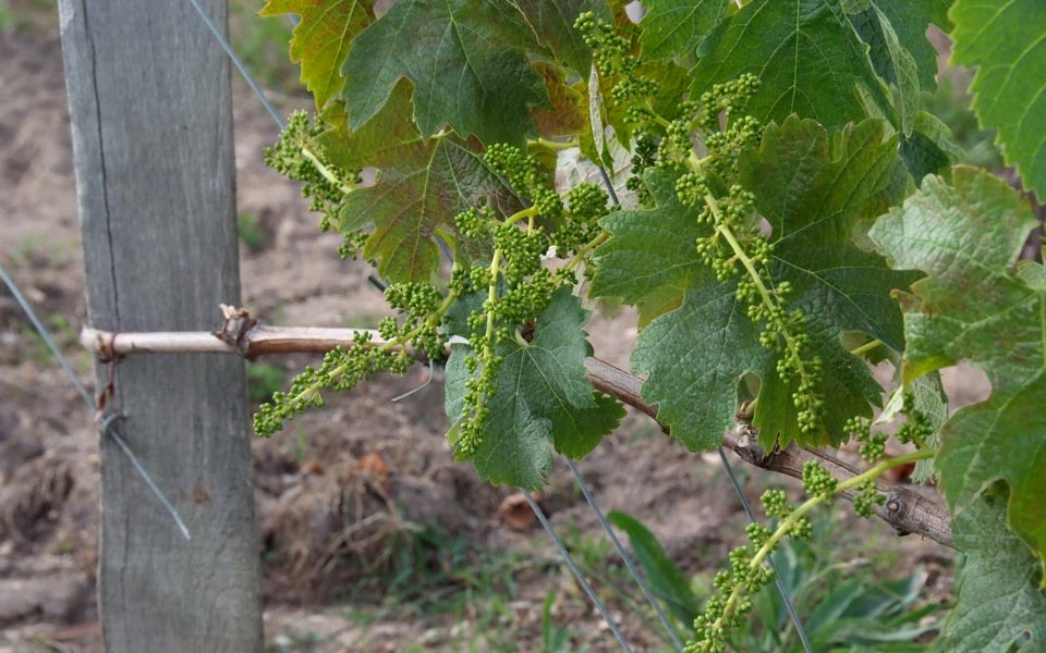 Le terroir
