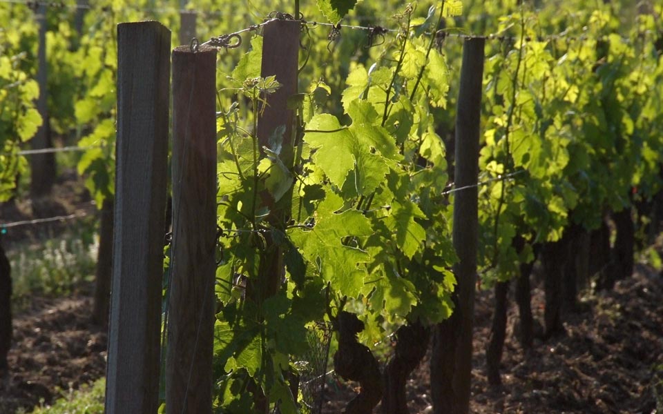 Le terroir